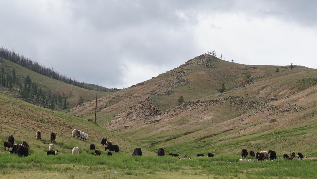 My Mongolia Eco Ger Camp Hotel Nalayh Exterior foto